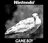 A seagull