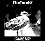 A seagull