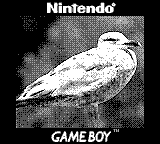 A seagull