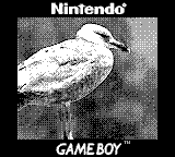 A seagull