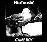 A seagull
